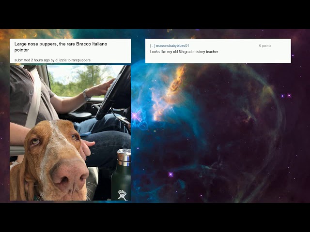 CUTEST DOGS ON REDDIT - r/rarepuppers