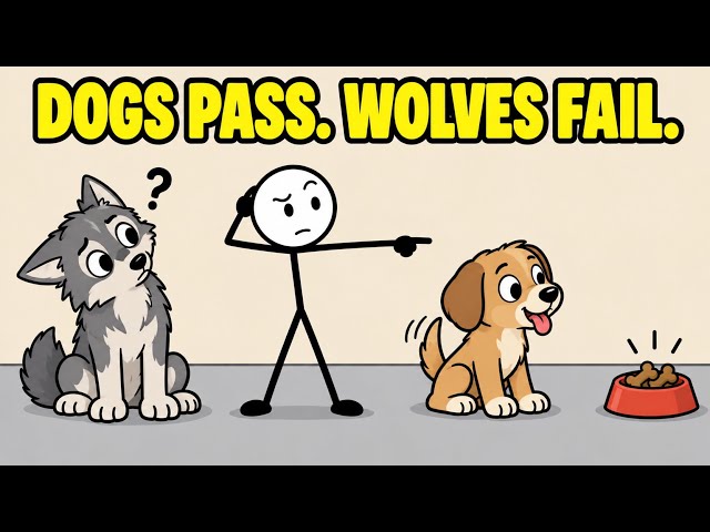 Why Can Dogs Read a Pointing Finger but Wolves Can't?