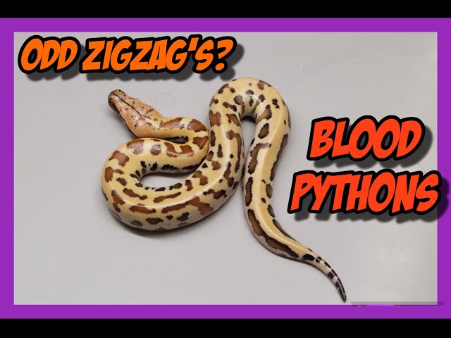 Zigzag Marter x Zigzag Marter Blood Python Clutch!
