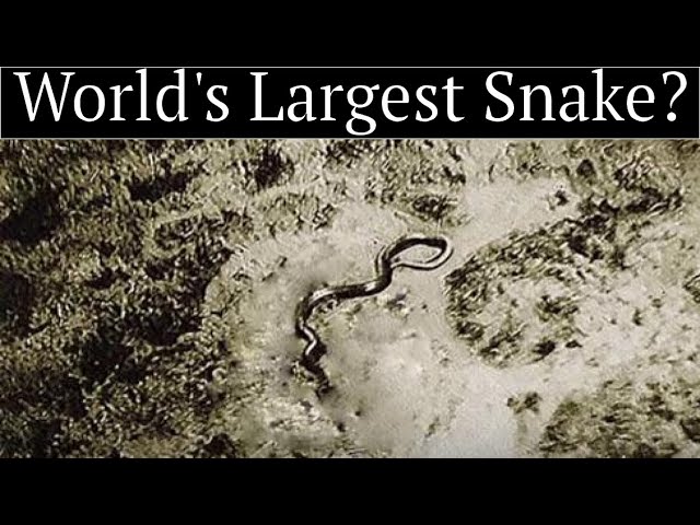 The Full Story of the Giant Congo Snake Photo