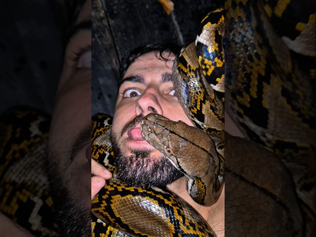 Day 48 Searching for the 4M Python! 🐍