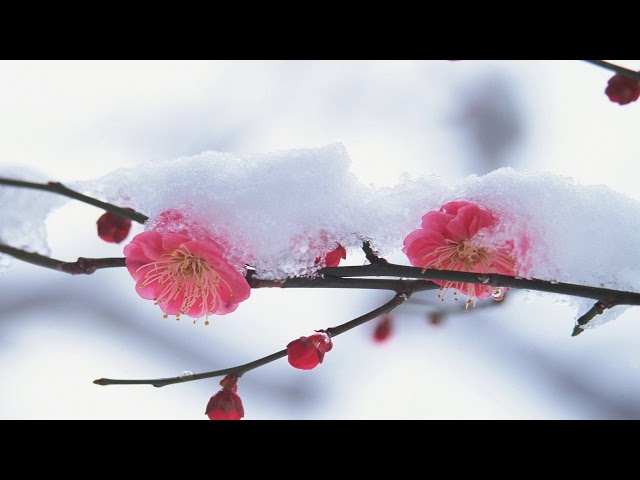 Snail's House - [snowdrift]