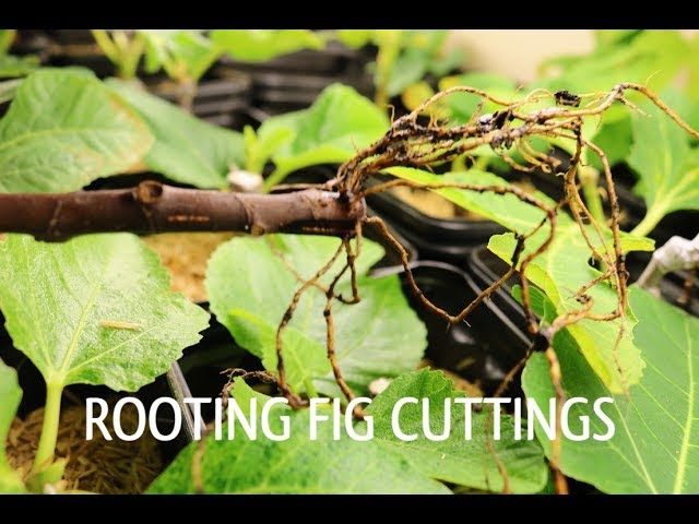 Optimal Temperature for Rooting Figs?