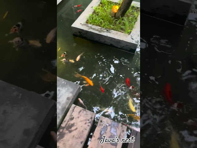 Hijol Cafe Gazipur|One of the most Beautiful Restaurant In Bangladesh|