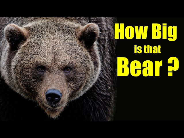 How Big is that Bear?  How to Judge the Size of a Bear