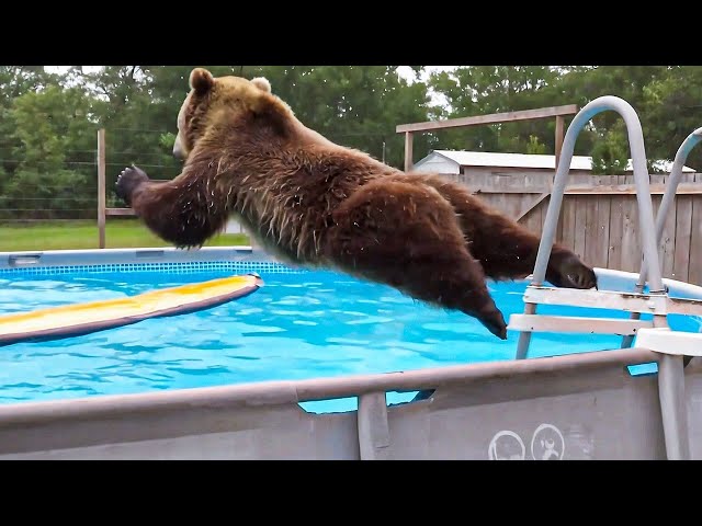 Bears Being Silly Make You Laugh Hard 😁 Funniest ANIMAL Videos