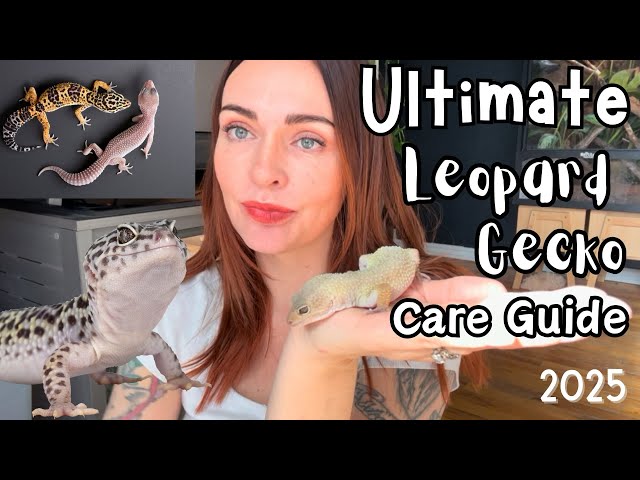 The Ultimate LEOPARD GECKO Care Guide! 2025