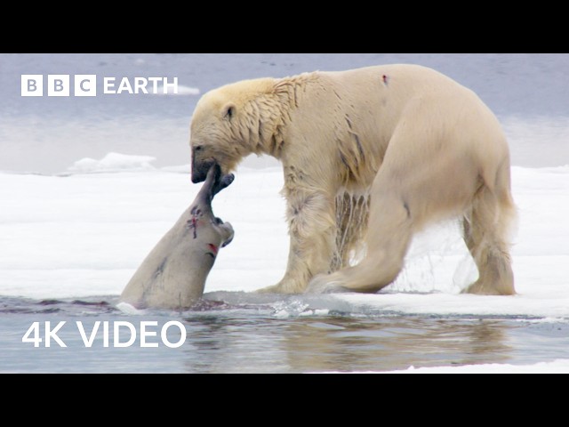 Nature's Most Impressive Predators | BBC Earth