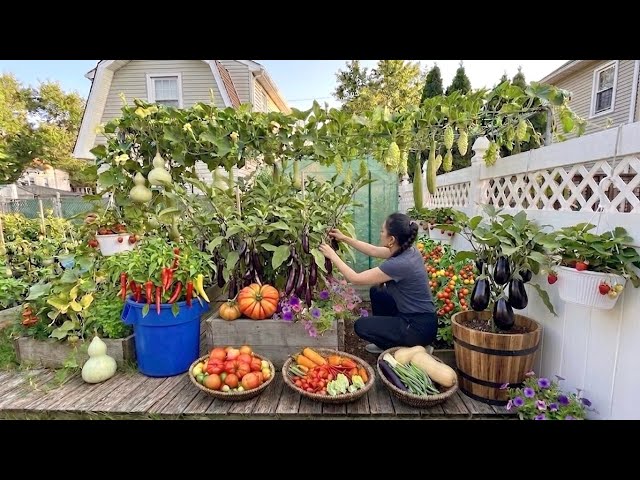 Summer Garden Harvest & Maintenance | Harvesting Peppers, Squashes & Pruning 🌿