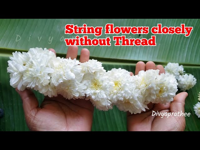 Tie chrysanthemum flower closely without Thread/samanthi poo malai/malaforgod/Gajra/veni/lei/diy