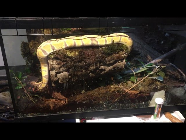 80 Gallon bioactive terrarium! Ball Python!