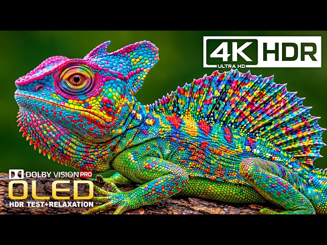 Most Beautiful 4K Video in the World | Epic Dolby Vision Nature OLED HDR TEST | 8K Ultra HD TV