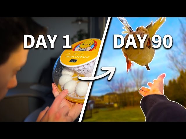 I Hatched an Army of Ducks (90 Day Evolution)