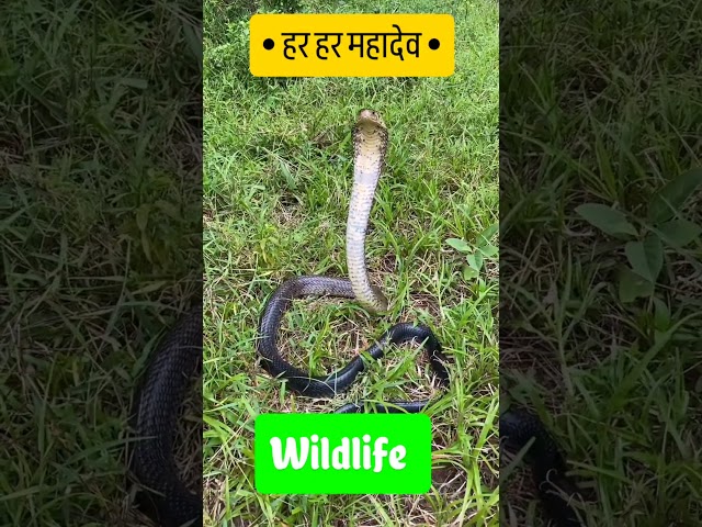 दिव्य दर्शन🐍| हर हर महादेव🔥| #Shorts #Youtubeshorts #Wildlife