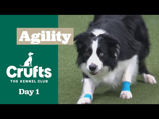 Agility – Championships - Large (Jumping) | ​Crufts 2025