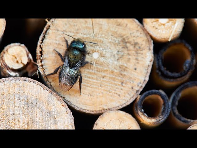 🐝Learn How To Attract Beneficial Native Bees🐝