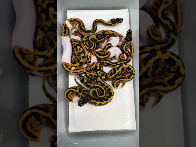 Hypo Ultramel Pied x YB DH.  All YB Pieds, but no Hypos or Ultramels.  Weird odds! #ballpythonmorphs