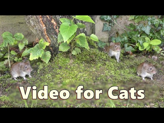 Mice for Cats to Watch 🐭 Garden Mouse Adventureland ~ Wild Mice and Voles