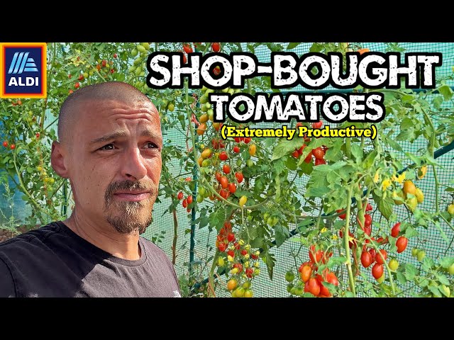 I Grew Aldi Supermarket Tomatoes At My Allotment! (Very Productive Crop)