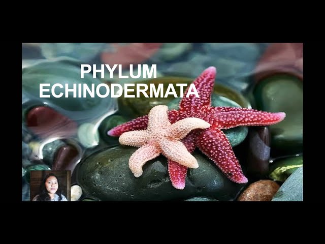 Phylum Echinodermata|Echinoderms