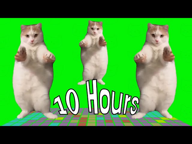 Cat Dancing to EDM 10 Hours