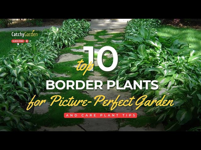 10 Best Border Plants for a Picture Perfect Garden 🌷🌱🌸 // Garden Tips