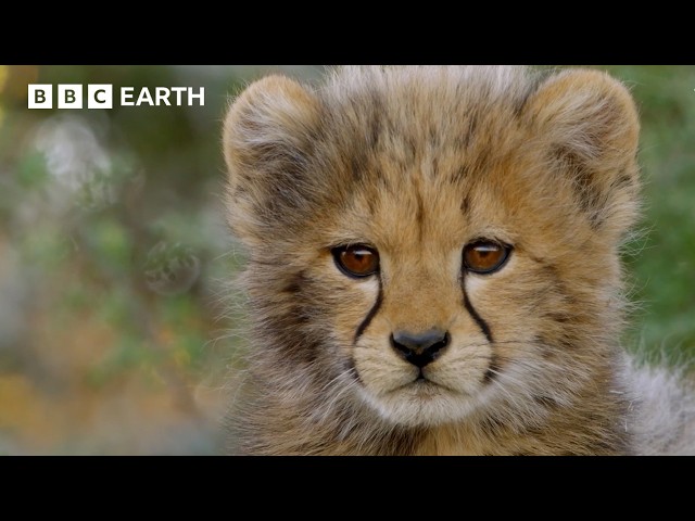 Majestic Wildlife Moments In The Wild | BBC Earth