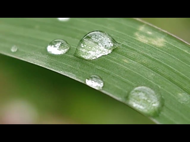 Beautiful morning dew
