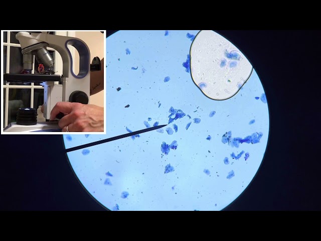 Observing epithelial cheek cells under a microscope Virtual Lab