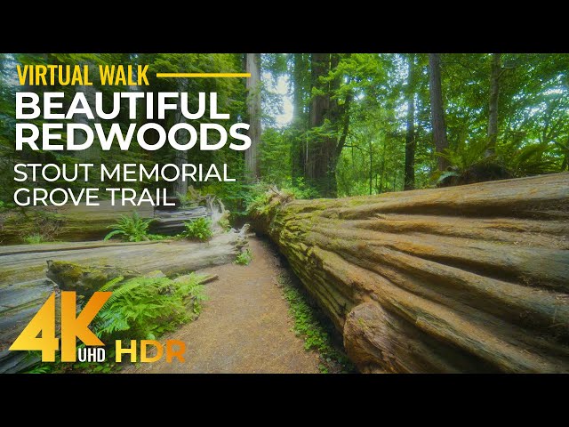 Stout Memorial Grove Trail in 4K HDR - Forest Walk through the Redwoods - Part 1