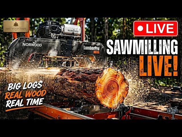 🔴 LIVE Massive Timber Processing