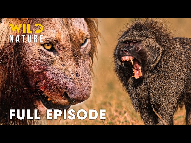 Lion vs Baboon: Deadliest Battles for Survival I FULL EPISODE | Nature Animal documentary