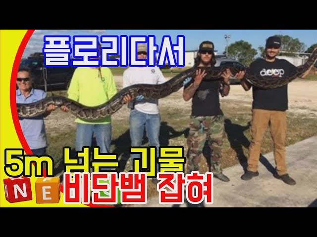 美 플로리다서 5ｍ 넘는 괴물 비단뱀 잡혀  (로스앤젤레스=연합뉴 DKO 뉴스