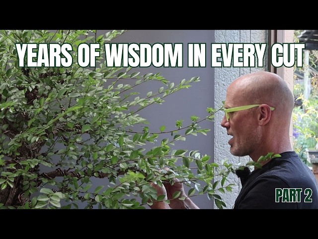 Refining and Detailing a Cork Bark Elm | Richard Wright Bonsai Tutorial (Part 2)