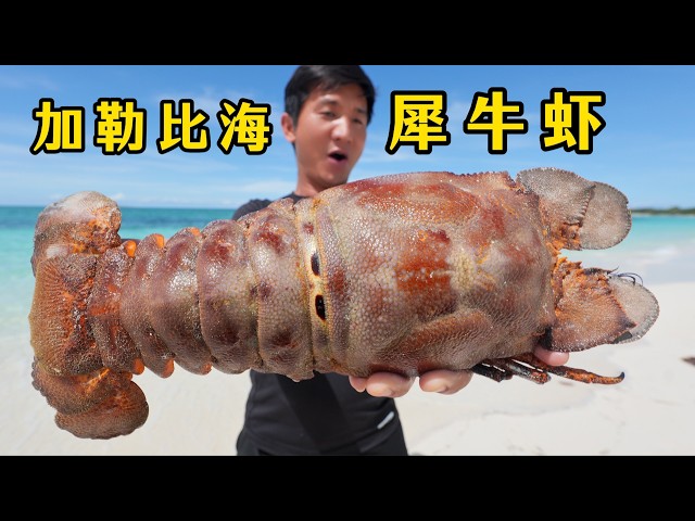80后老登勇闯加勒比海无人岛，谁知夜里的海底都是巨型犀牛虾！#巴哈马 #荒岛探索 #鲨鱼 #赶海 #唐冠螺 #拿骚石斑 #加勒比海