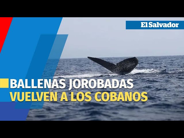 Así se aprecia el espectáculo de ballenas jorobadas que visitan Los Cóbanos cada año