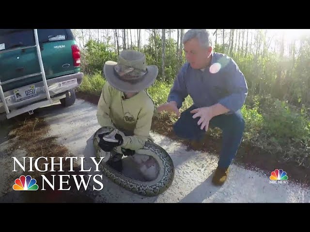 Snake Bounty Hunters Battle Invasive Burmese Pythons In Florida Everglades | NBC Nightly News