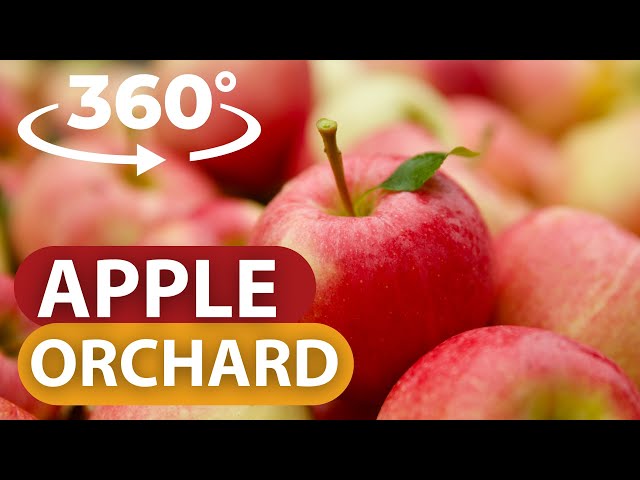 360 Apple Orchard