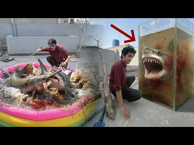 Finally, the Abyssal Shark was opened.
