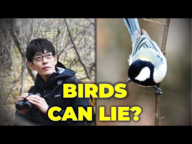 After 20 Years, This Scientist Changed How We Understand Bird Language