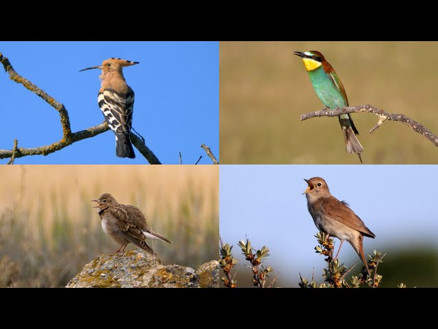 CANTO DE PAJAROS: Una hora de Pájaros Españoles Cantando, 34 especies