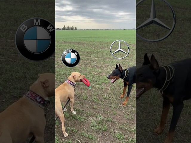 BMW💪#shorts#edit#bmw#mercedes#nissan#gtr#automobile