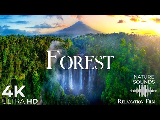 Forest Wonderland 4K • Nature Sounds Relaxation Film with Peaceful Meditation Music