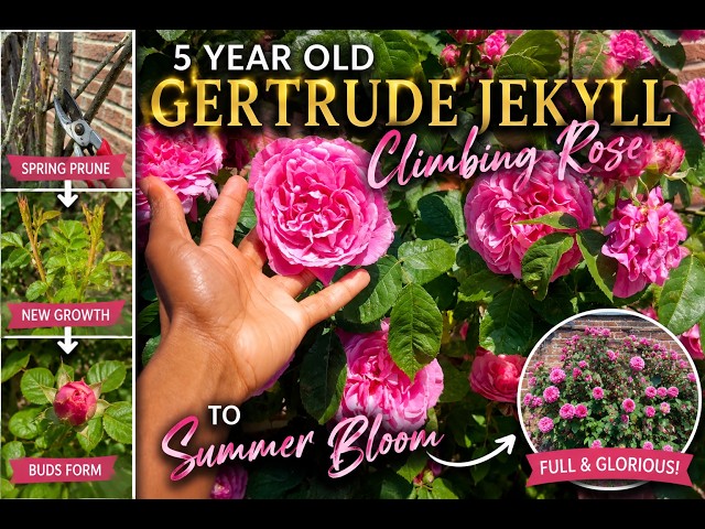Gertrude Jekyll Climbing Rose: What to expect at 5 years ! From Spring Prune to Summer Bloom