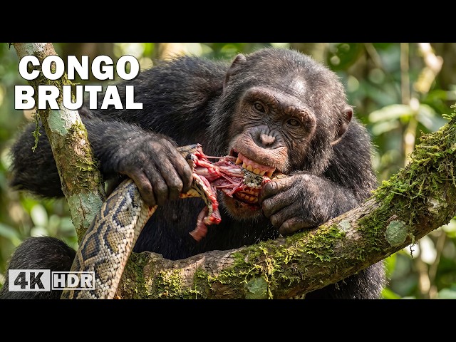 CONGO BRUTAL | La Fuerza de la Vida en la Selva Más Peligrosa de África | Documental Completo