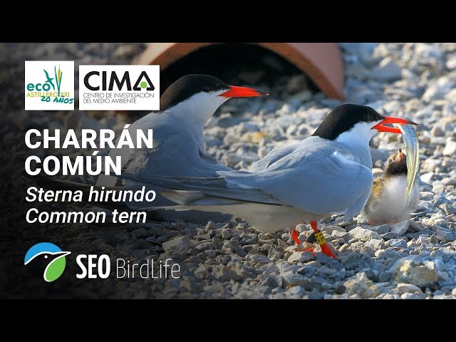 Reserva Ornitológica MARISMAS DE ASTILLERO • 🔴DIRECTO Bahía de Santander, Cantabria.