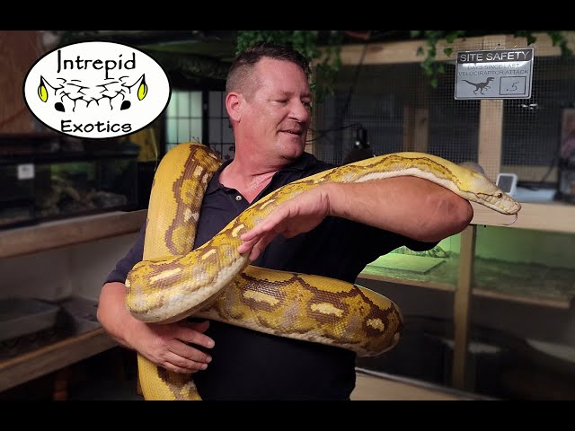 Giant Killer Snakes!   or not?   #reticulatedpython #retic #giantsnake