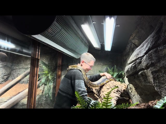Reticulated Python leans in for a hug. 
