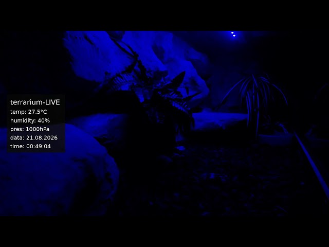 terrarium-LIVE 🔴 21/08/2026 🐍 Ball Python Regius Snake