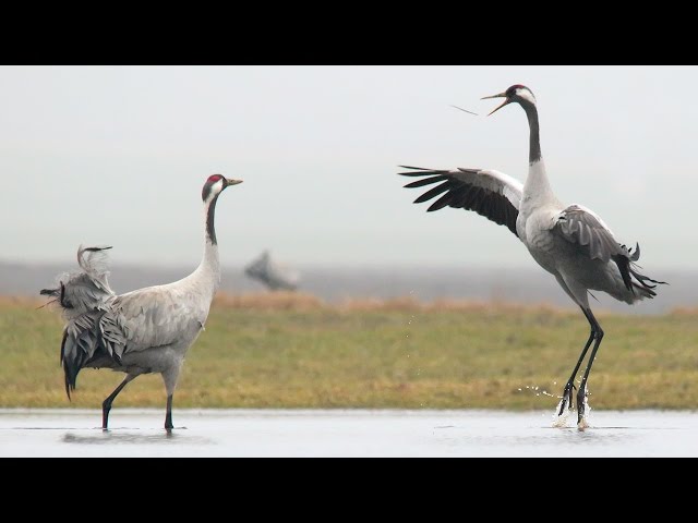 Common Cranes bird dance